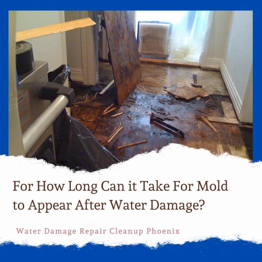 For how long can it take for mold to appear after water damage