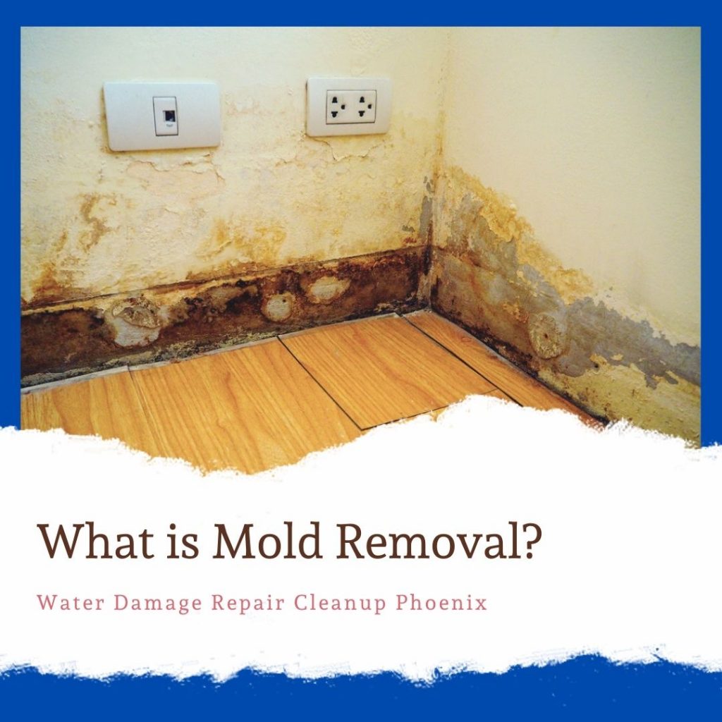 What is Mold Removal